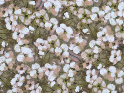 krémovo-olivová viskózová šatovka 3419 s květy